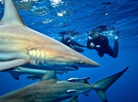 Snorkeling with Sharks – Durban Aliwal Shoal