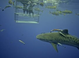 Tiger Shark on Aliwal Shoal – Shark Cage Diving