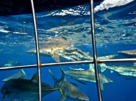 View of Sharks from Cage