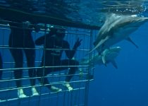 Shark Cage Diving – Durban Aliwal Shoal