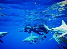 Snorkel with Sharks – Aliwal Shoal