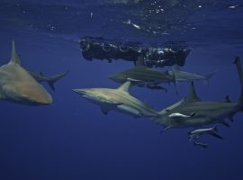 Snorkeling with Ragged Tooth Sharks