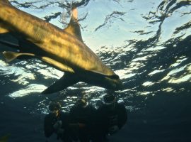 Close Encounter – Ragged Tooth Shark