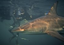 Shark Diving – Snorkel with Sharks