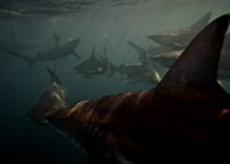 Lots of Sharks – Shark Cage Diving KZN