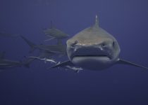 Ragged Tooth Shark – Durban Aliwal Shoal