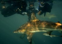 Snorkel with Sharks – Durban Aliwal Shoal