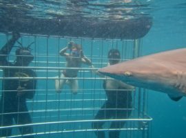 Shark Cage Diving – No Diving Experience Needed