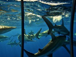 Sharks Seen From The Shark Cage – Durban