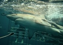 Ragged Tooth Shark – Shark Cage Diving KZN