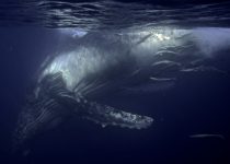 Humpback Whale Diving