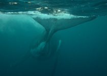Humpback Whale – Aliwal Shoal