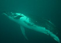 Humpback Whale – Durban’s Aliwal Shoal