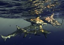 Ragged Tooth Sharks – Aliwal Shoal – Durban