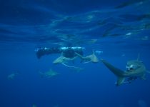 Shark Snorkeling on Aliwal Shoal – Durban