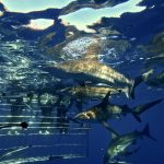 raggies on aliwal shoal - shark cage diving kzn