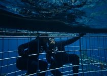 Shark Cage Diving – Aliwal Shoal Durban