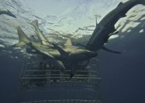 Shark Cage Diving – Durban’s Aliwal Shoal