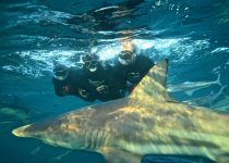 Snorkel with Sharks – Shark Cage Diving KZN