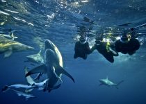 Snorkeling with Sharks on Aliwal Shoal