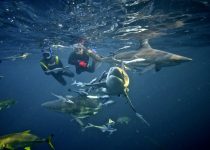 Snorkel with Sharks – Shark Cage Diving KZN