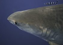 Close up of Shark – Shark Cage Diving KZN