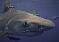 Shark Cage Diving KZN – Tiger Shark