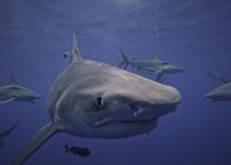Durban Aliwal Shoal – Tiger Shark