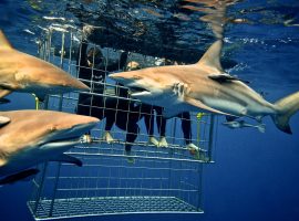 Shark Cage Diving KZN – Durban’s Aliwal Shoal