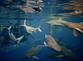 Lots of Sharks – Diving Aliwal Shoal