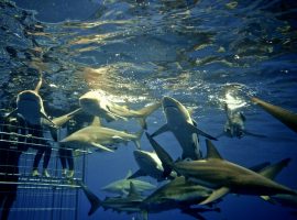 Sharks Galore on Durban’s Aliwal Shoal