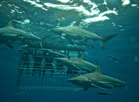 Shark Cage Diving KZN – Aliwal Shoal – Durban