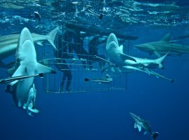 Experience Adventure – Shark Cage Diving