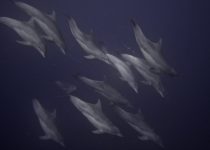 Dolphins on Aliwal Shoal, Durban
