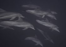 Dolphin Pod – Aliwal Shoal – Shark Cage Diving KZN