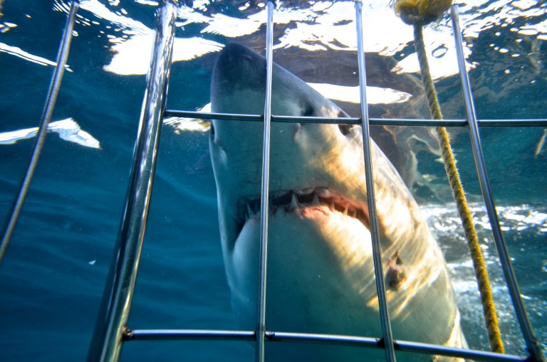 Shark Cage Diving KZN Durban Shark Cage Diving Durban Shark Snorkeling