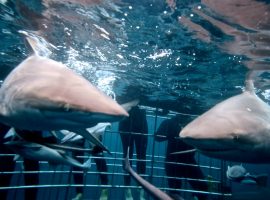 Dive with Sharks – Aliwal Shoal
