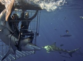 Shark Cage Diving KZN – Durban’s Aliwal Shoal