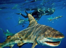 Snorkel with Sharks – Shark Cage Diving KZn
