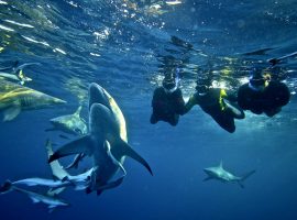 Snorkeling with Sharks – Shark Cage Diving KZN