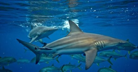 Shark Cage Diving – Aliwal Shoal – Durban