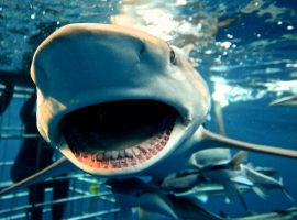 Diving with Sharks – Durban Aliwal Shoal
