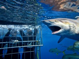 Diving with Sharks – Aliwal Shoal