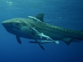 Tiger Shark – Durban’s Aliwal Shoal