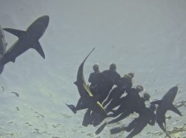Snorkeling with Sharks – Beneath View