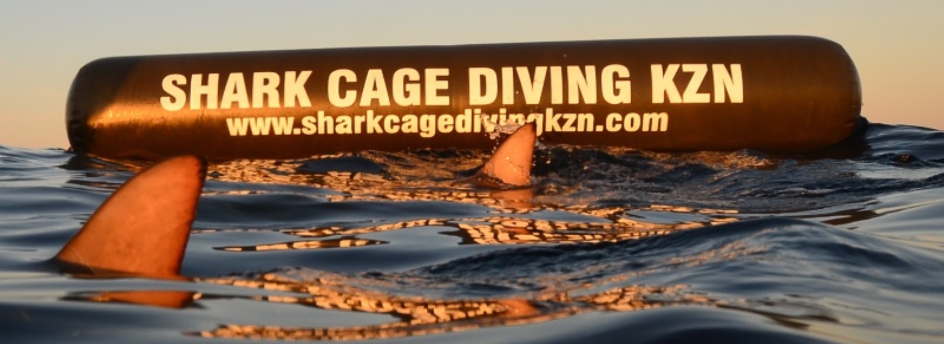 shark cage diving kzn - aliwal shoal - durban