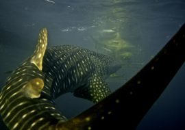 Whale Shark on Cage Dive Trip